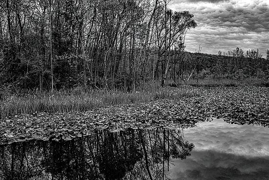 Beaver Marsh Landscape