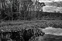 Beaver Marsh Landscape