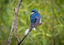 Tree Swallow in Repose