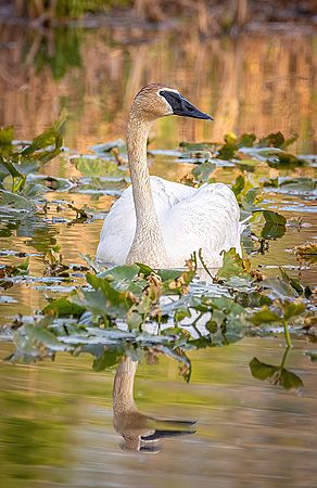 Trumpeter Swan