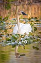 Trumpeter Swan