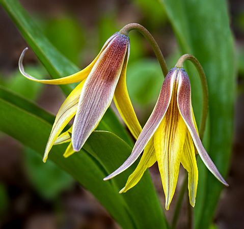 Waterfalls, Wildflowers, Trout Lilly,  Phlox\nTinker's Creek, Bedford Reservation\nHemlock Trail\nCuyahoga Valley National Park, OHIO\nApril, Spring