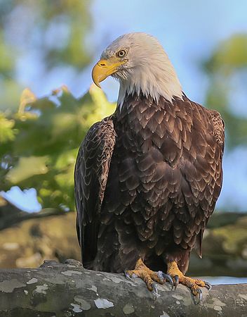 Eagle in Sycamore\n\nAnimals & Insects