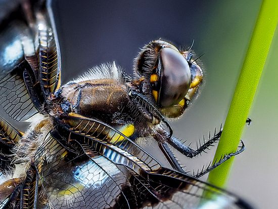 Eight Spotted Skimmer\n\nAnimals & Insects