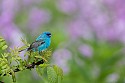 Indigo Bunting\n\nAnimals & Insects