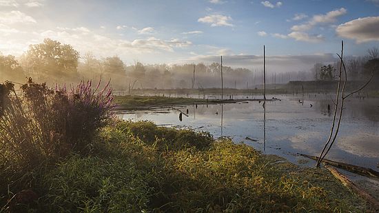 Brecksville Marsh Summer Light\n\nLandscape