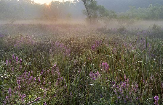 Beaver Marsh\n\nLandscape