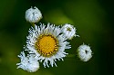 Dewy Asters\n\nPlants & Flowers