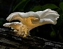 Fungus\n\nPlants & Flowers