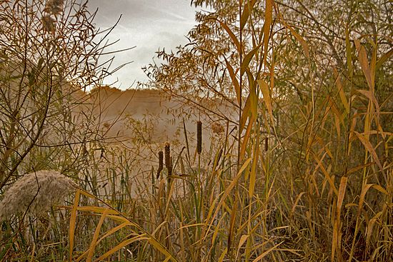 Cattails in Mist at Indigo Lake\n\nPlants & Flowers