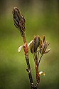 Ohio Buckeye Bud\n\nPlants & Flowers