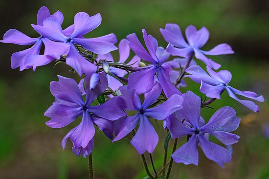 Phlox\n\nPlants & Flowers