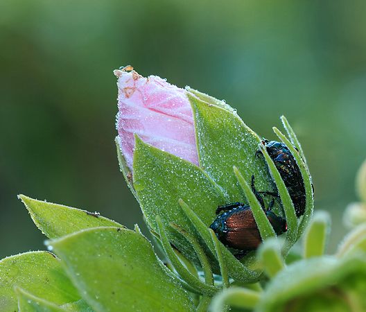 Beetles B&B\n\nNovice