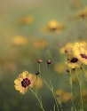 Coreopsis\n\nNovice