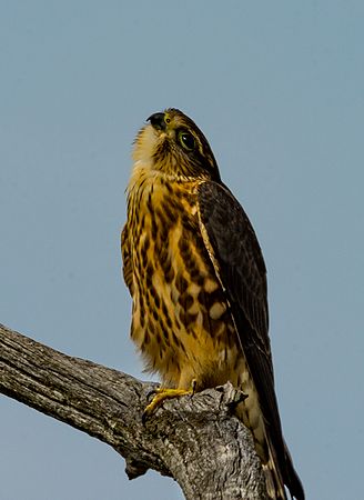 Kite @ Beaver Marsh\n\nNovice