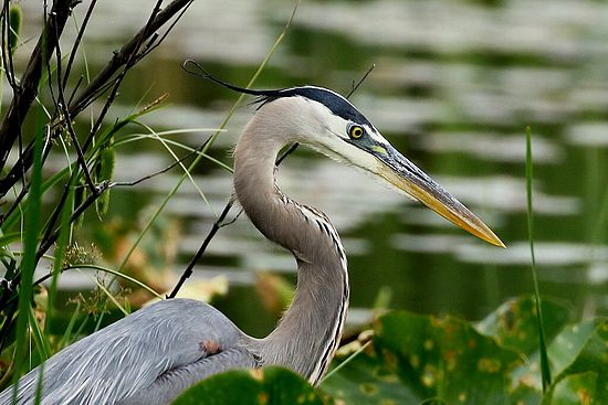 Great Blue Heron Posing\n\nNovice