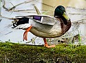 Mallard Steppin' Out     \n\nNovice