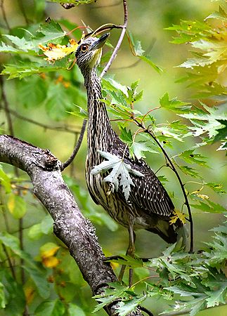 Yellow Crowned Night Heron\n\nNovice