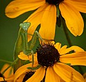 Mantis\n\nAnimals & Insects\n\nHonorable Mention