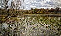 Beaver Marsh in the Fall\n\nNovice\n\nFirst Place