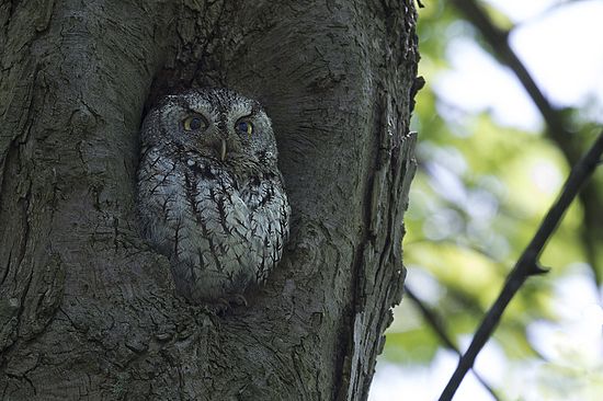 Screech Owl Station Road\n\nNovice\n\nHonorable Mention