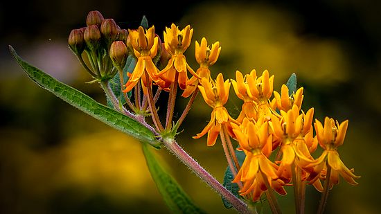 Milkweed, Hemlock Creek