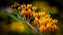 Milkweed, Hemlock Creek