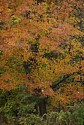 Fall Color Mix\nCuyahoga Valley National Park, Ohio\nOctober, 2018