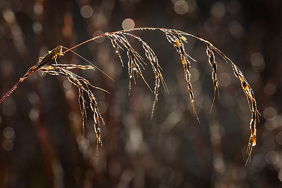 CVPS Photowalk\nGentians, Grasses, Leaves\nOctober 2011