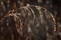 CVPS Photowalk\nGentians, Grasses, Leaves\nOctober 2011