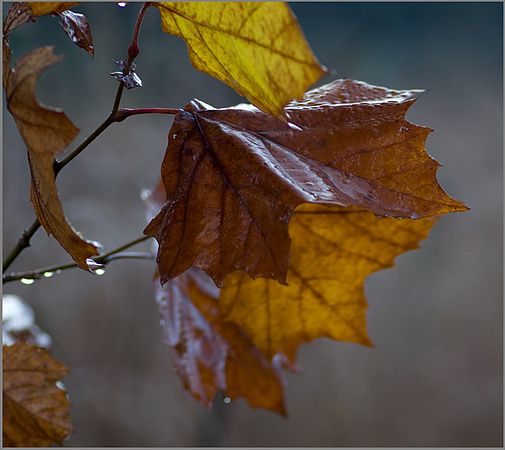 Borrow Pit Leaves