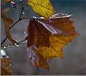 Borrow Pit Leaves