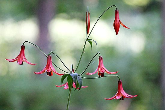 Plants & Flowers