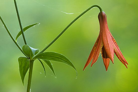 Plants & Flowers