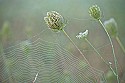 Plants & Flowers