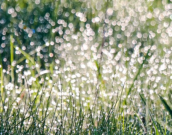 Plants & Flowers