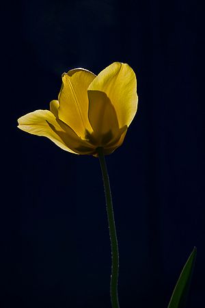 Plants & Flowers