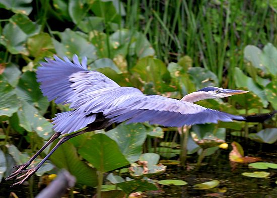 Blue Heron in Flight