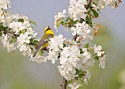 Blue-winged Warbler