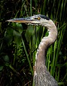 Wildlife\n\nHeron looking at You