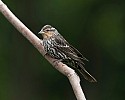 Wildlife\n\nFemale Red-Winged Blackbird