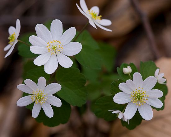 Close-up\n\nRue Anemone