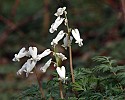 Close-up\n\nSquirrel Corn