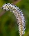 Close-up\n\nDewy Grass