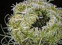 Close-up\n\nQueen Anne's Lace