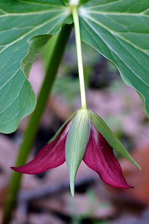 Red Trillium (Wakerobin)