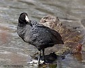 American Coot