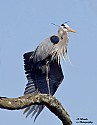 Heron