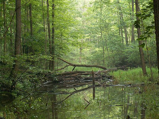 Bedford Reservation