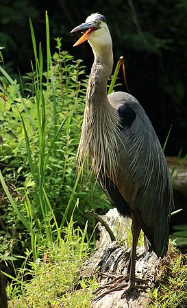 Great Blue Heron near Beaver Marsh